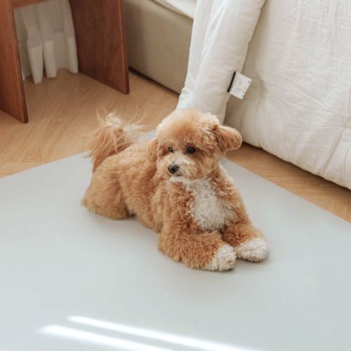 개놀자 슬림 실리콘 강아지 롤매트 애견 고양이 미끄럼방지 매트 그레이, 140x100cm