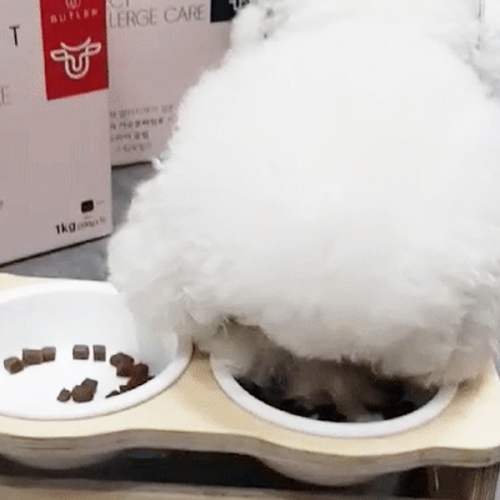 더텐 소프트 인섹트+알러지케어, 1kg, 1개