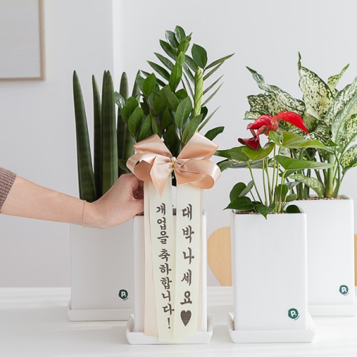 금전수 돈나무 개업 축하화분배달 개업식화분 선물 집들이 인테리어식물 거실화분꽃 화초 중소형