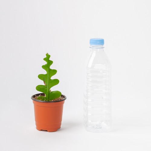 생선뼈 선인장 피쉬본 다육식물